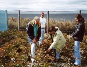 Paeony Selection - Punta Arenas